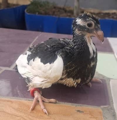 Sentinent Black and Sentiment Blue Bar Chicks available for hand tamed