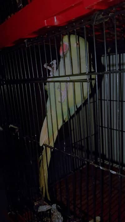 Male beautiful parrot fianl price 3200 ring sata