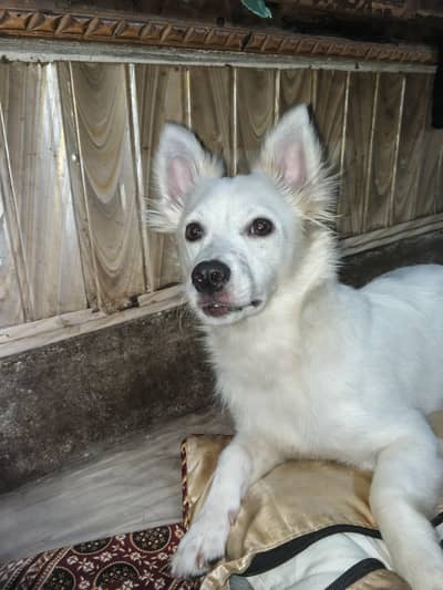 Russian dog medium size friendly and energetic