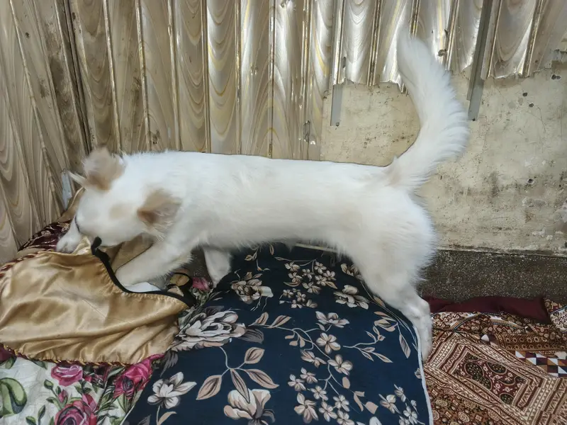 Russian dog medium size friendly and energetic — photo 2