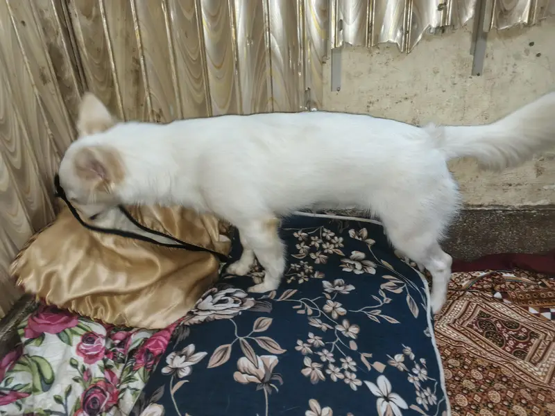 Russian dog medium size friendly and energetic — photo 3