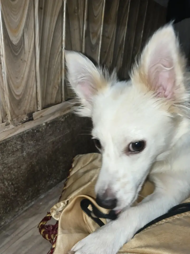 Russian dog medium size friendly and energetic — photo 4