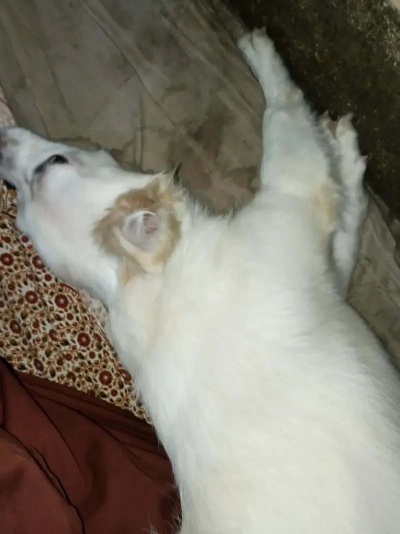 Russian dog medium size friendly and energetic — photo 5