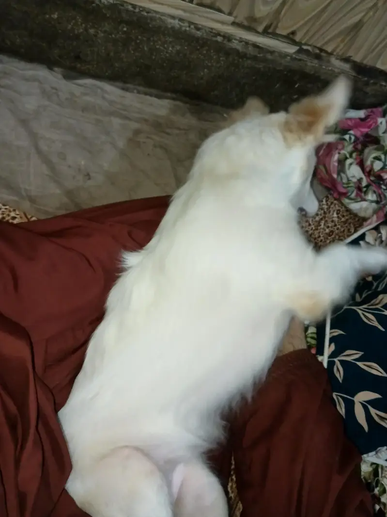 Russian dog medium size friendly and energetic — photo 6
