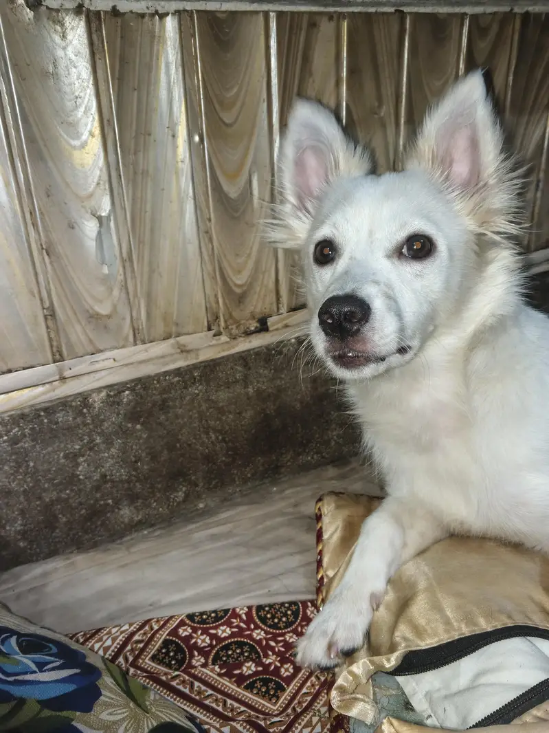 Russian dog medium size friendly and energetic — photo 7