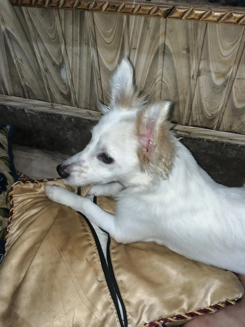 Russian dog medium size friendly and energetic — photo 8