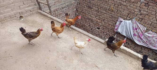 egg laying hens for sale