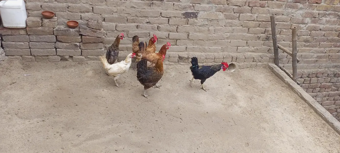 egg laying hens for sale — photo 2