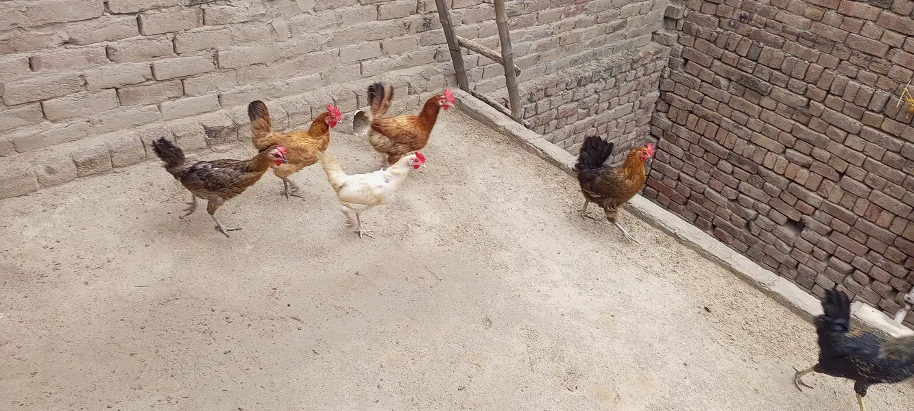 egg laying hens for sale — photo 3