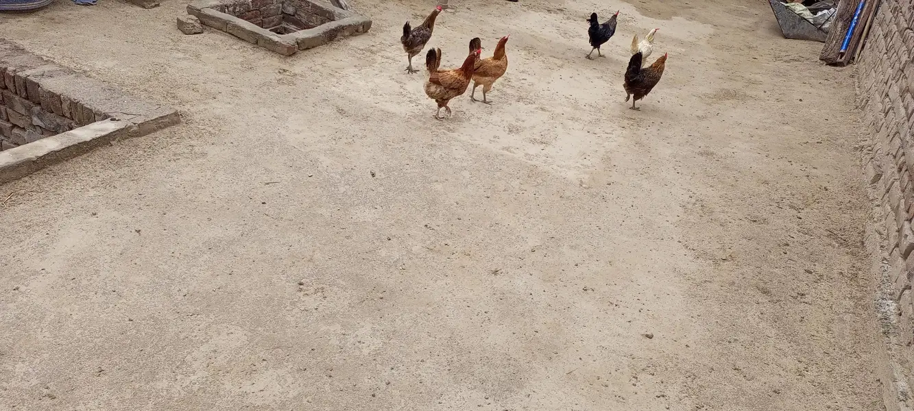 egg laying hens for sale — photo 4