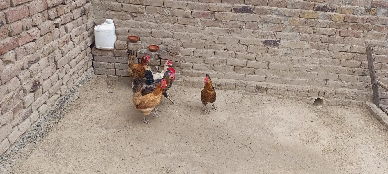 egg laying hens for sale — photo 5
