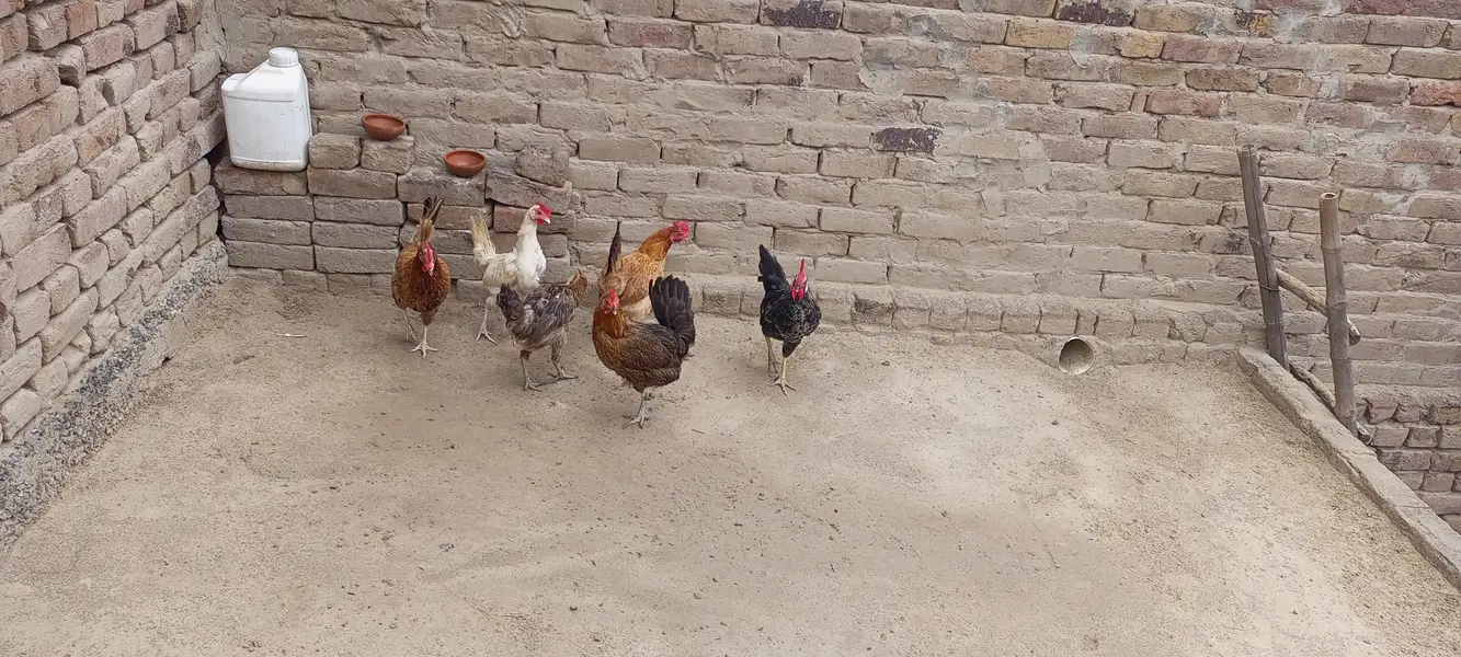 egg laying hens for sale — photo 6