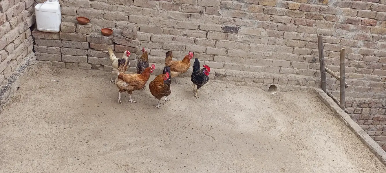 egg laying hens for sale — photo 7