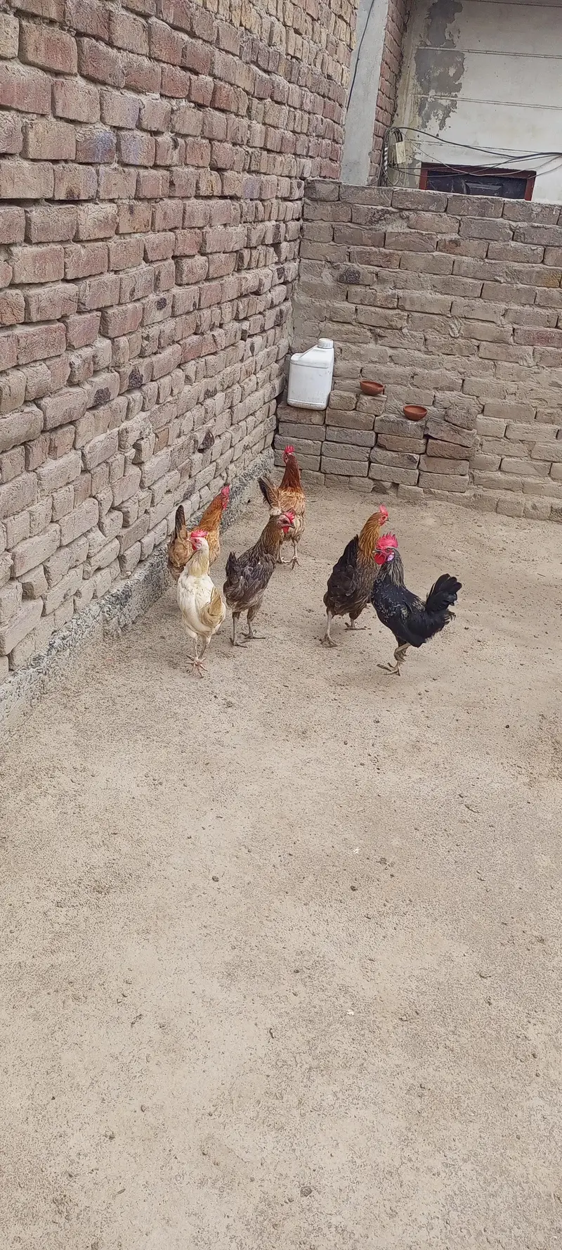 egg laying hens for sale — photo 8
