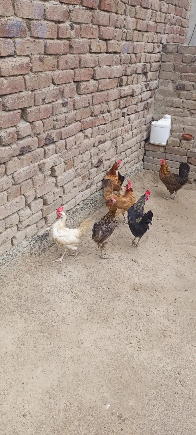 egg laying hens for sale — photo 9