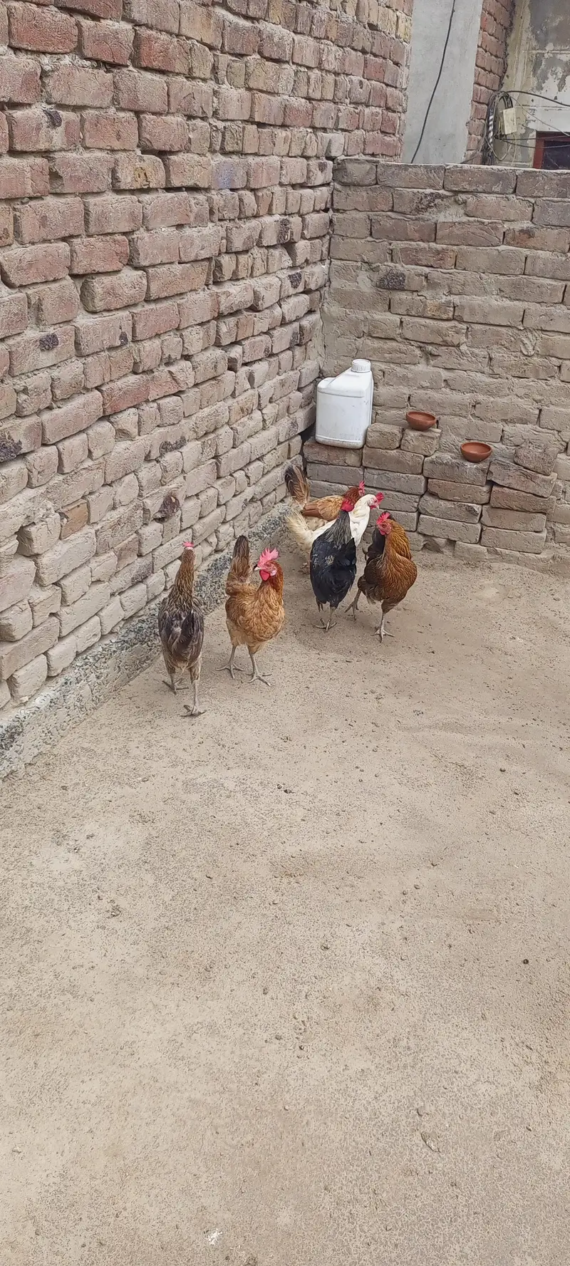 egg laying hens for sale — photo 10