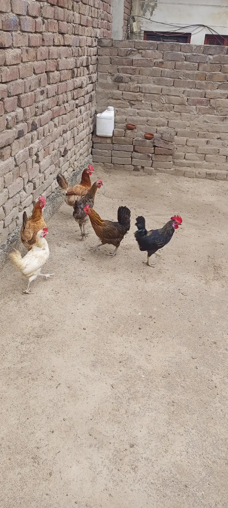 egg laying hens for sale — photo 11