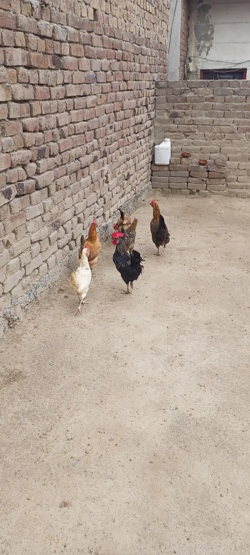 egg laying hens for sale — photo 12