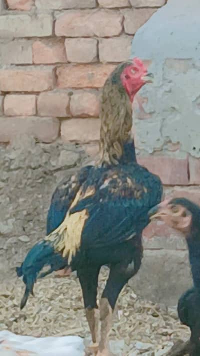 pure aseel