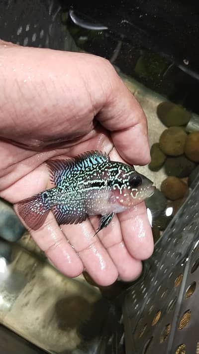 Srd Flowerhorn Femal ( Egg laying fish )