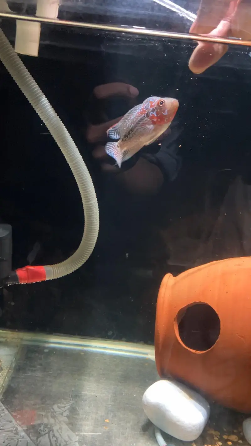 Srd Flowerhorn Femal ( Egg laying fish ) — photo 2