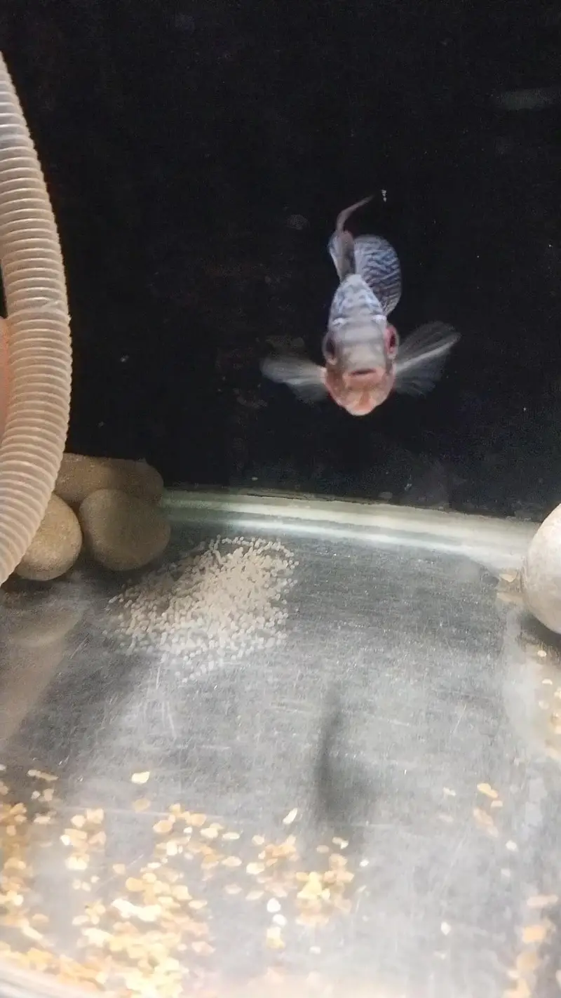 Srd Flowerhorn Femal ( Egg laying fish ) — photo 3