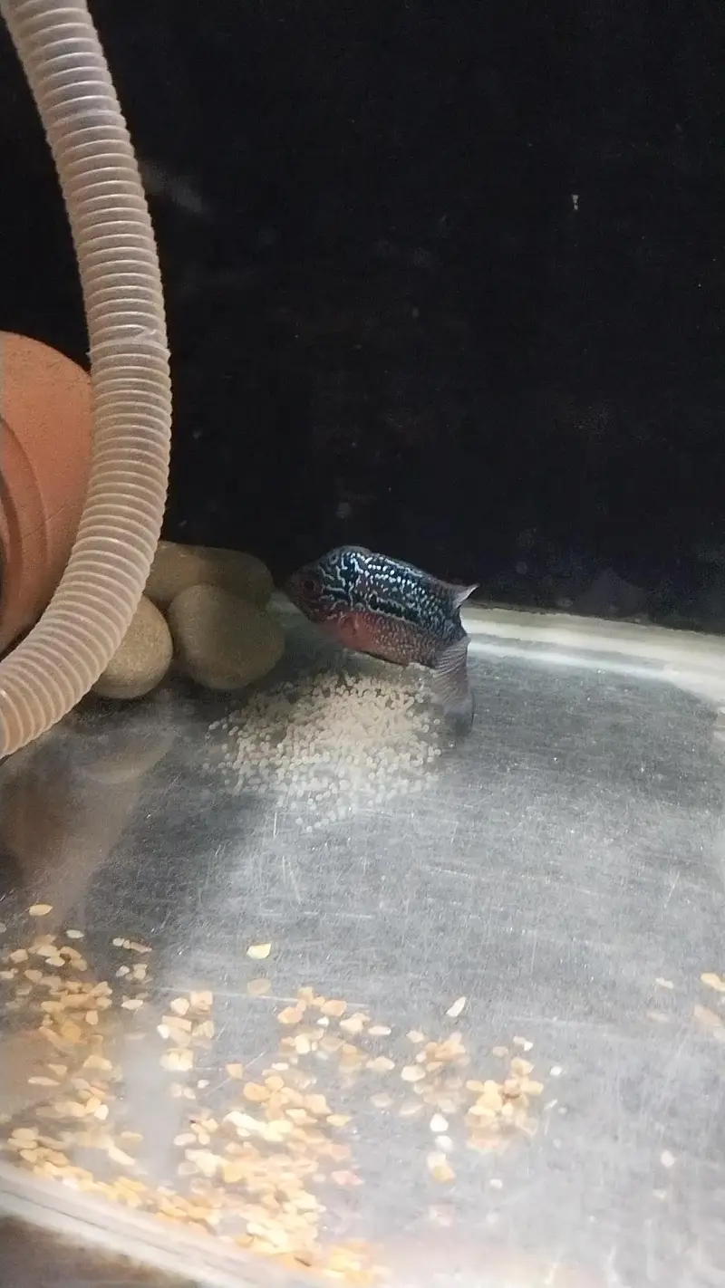 Srd Flowerhorn Femal ( Egg laying fish ) — photo 4