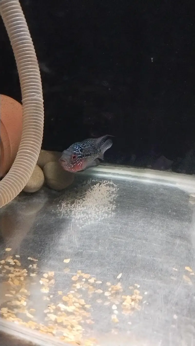 Srd Flowerhorn Femal ( Egg laying fish ) — photo 5