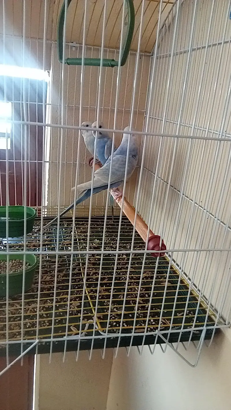 Rainbow Budgie Australian Bajri — photo 5