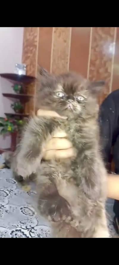 Xtreme Punch face Female cat