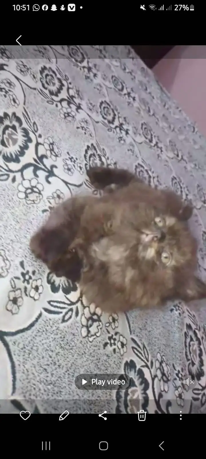 Xtreme Punch face Female cat — photo 2