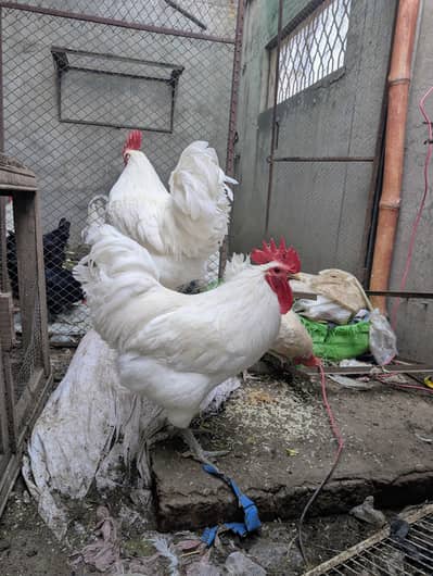 White Australorp Heritage Rooster