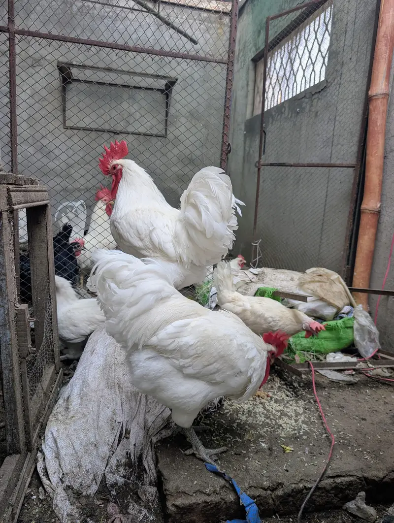White Australorp Heritage Rooster — photo 2