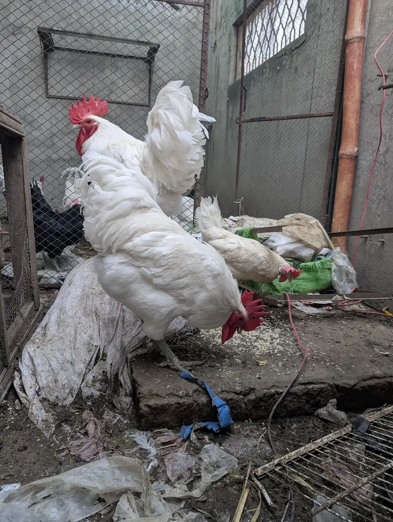 White Australorp Heritage Rooster — photo 3
