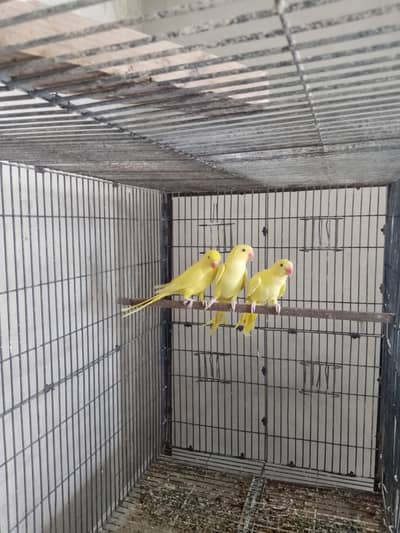 RING NECK HEALTHY PAIR WITH DNA
