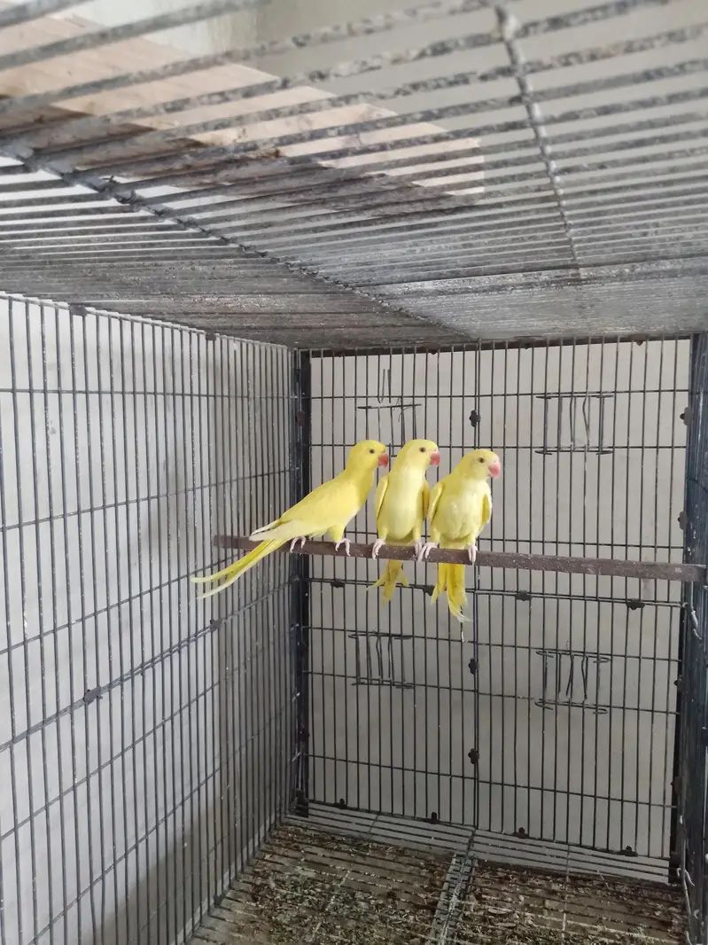 RING NECK HEALTHY PAIR WITH DNA — photo 2