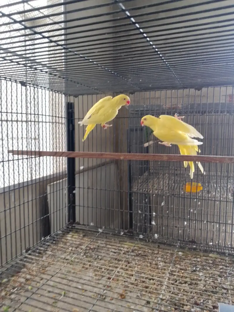 RING NECK HEALTHY PAIR WITH DNA — photo 3
