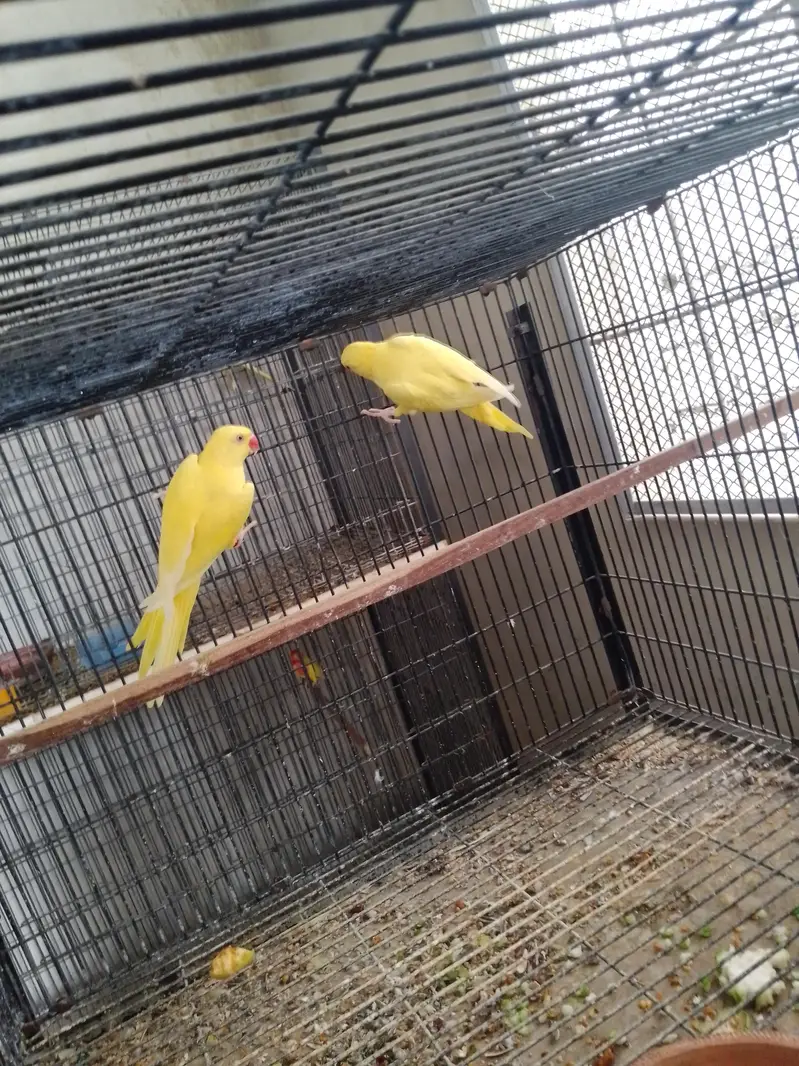 RING NECK HEALTHY PAIR WITH DNA — photo 4