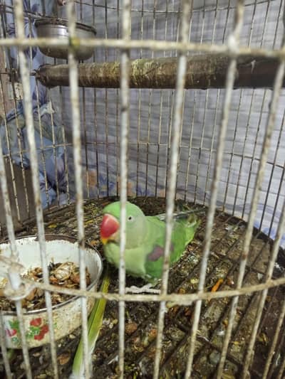 Alexandrine Hill Talking Parrot 
