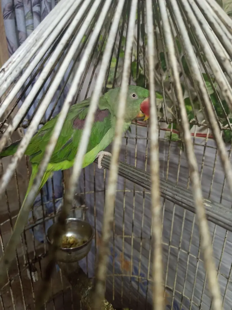 Alexandrine Hill Talking Parrot  — photo 3