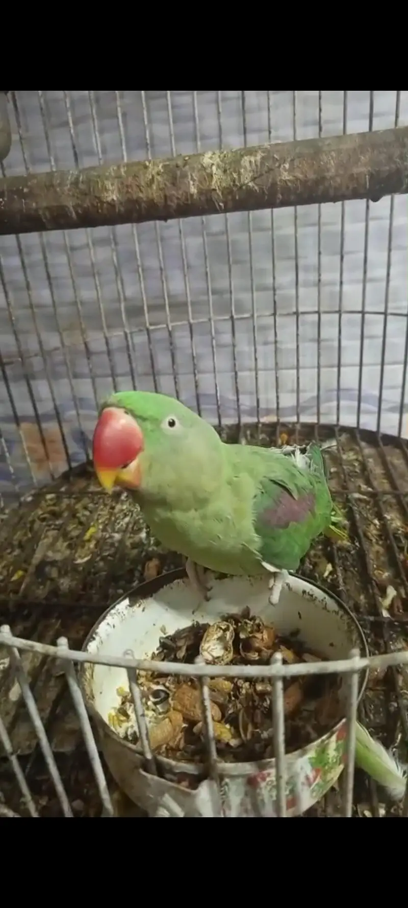 Alexandrine Hill Talking Parrot  — photo 5