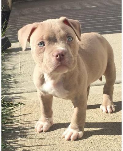 Pitbull (pedigree)