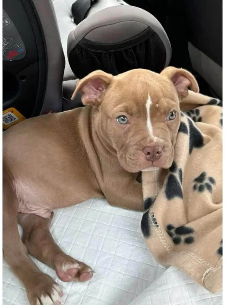 Pitbull (pedigree) — photo 2