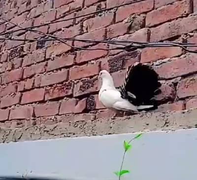 کبوتر ہمارے پاس ہے ایک کبوتر اور اس کا بچہ