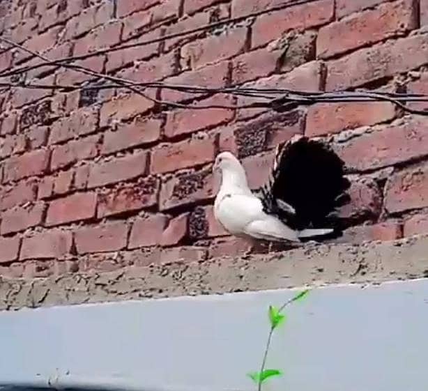 کبوتر ہمارے پاس ہے ایک کبوتر اور اس کا بچہ 0