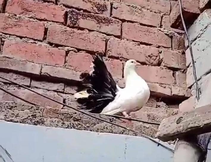کبوتر ہمارے پاس ہے ایک کبوتر اور اس کا بچہ 1