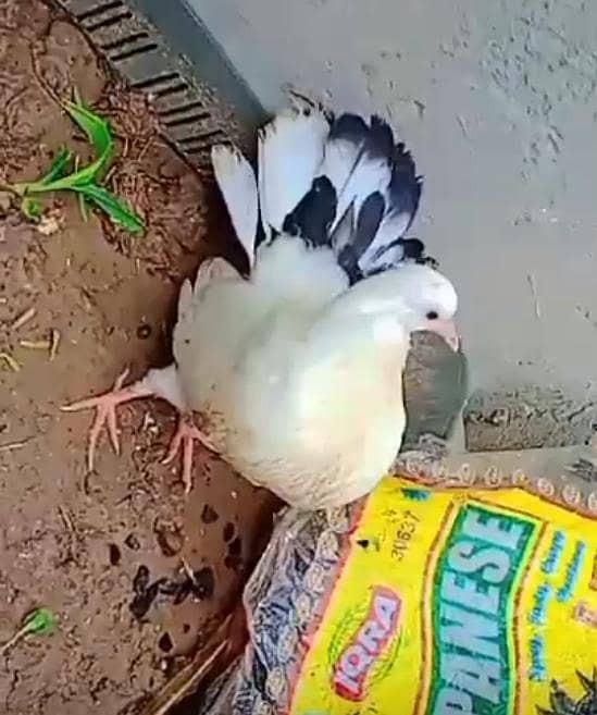 کبوتر ہمارے پاس ہے ایک کبوتر اور اس کا بچہ 3