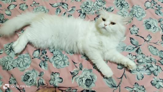 Persian Cat 