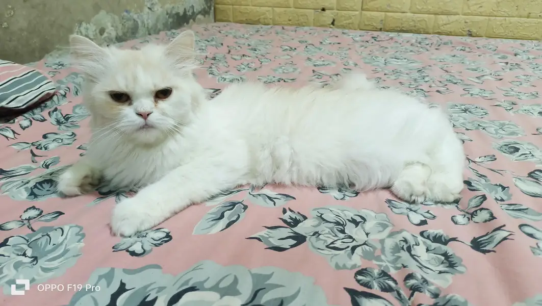 Persian Cat  — photo 2