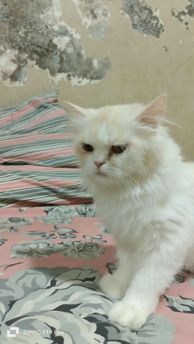 Persian Cat  — photo 3